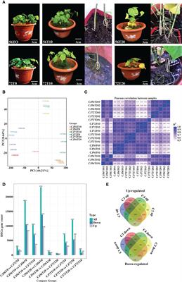 Transcriptomic and metabolomic analyses reveal the potential mechanism of waterlogging resistance in cotton (Gossypium hirsutum L.)